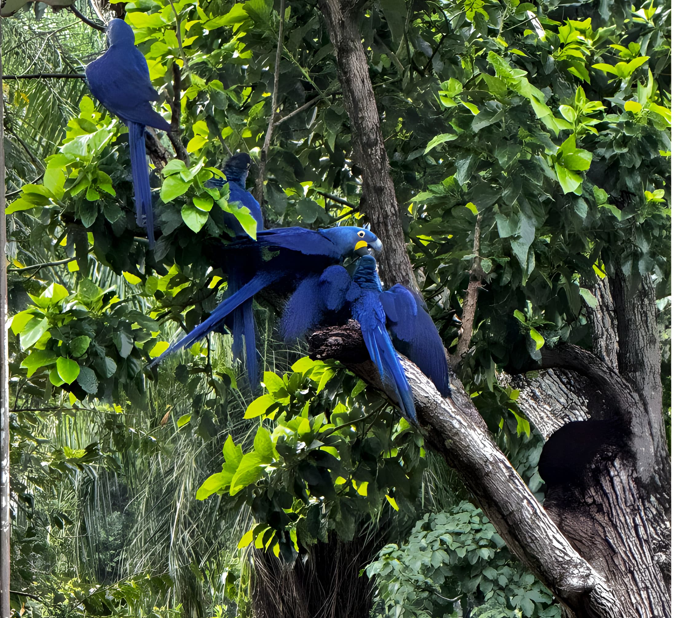 Hyacinth macaws perched among local branches and leaves.
